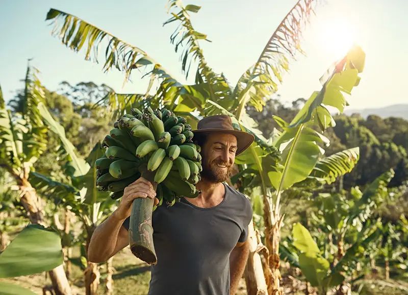 Minasfruit - colheita banana - agricultura familiar