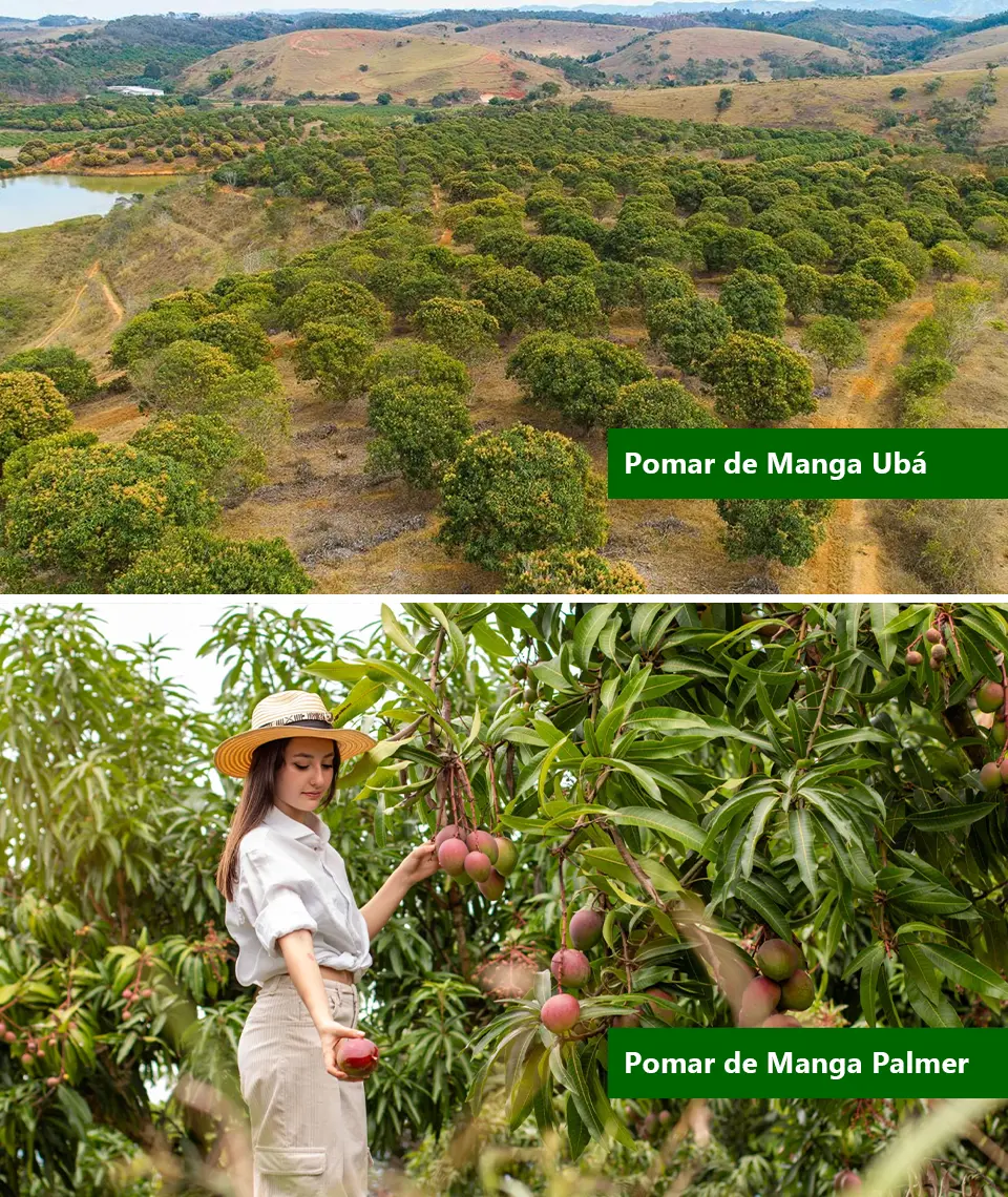 Minasfruit - Pomar de Manga Uba e Pomar de Manga Palmer